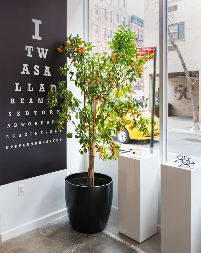 Mandarin tree featured on the corner of our flagship Prince St location